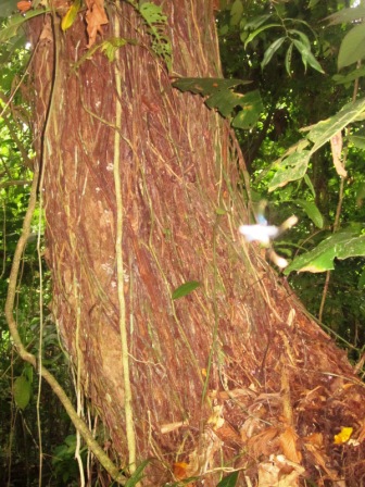 Exuberante bosque tropical en Fina Bananito Kabilú